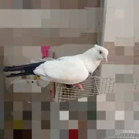 کبوتر تر