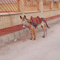 الاغ نر