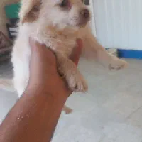 توله با مادر