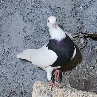 طوق سیاه ماده|پرنده|اهواز, شهرک نفت|دیوار
