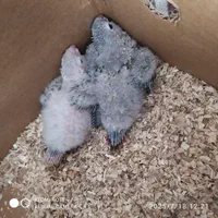 کتاب    گرینچیک جوجه