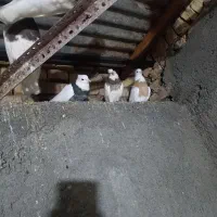 کبوتر|پرنده|خوسف, |دیوار