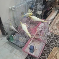 عروسی هلندی|پرنده|تهران, مینای شمالی (مخبر)|دیوار