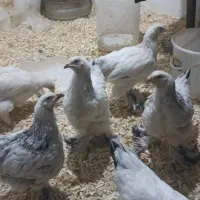 جوجه 3 ماه برهما