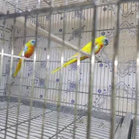 طوطی نئوفاما تورکوئیس|پرنده|تهران, سبلان (لشگر)|دیوار