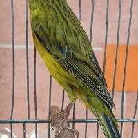 قناری سبز چمنی نر مست ماده گیر