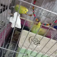 تعدادی پرنده