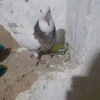 طوقی هفت رنگ