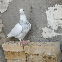 طوقی|پرنده|تهران, آبشار|دیوار