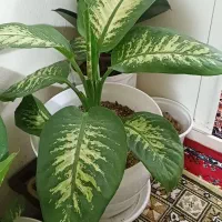 گل های شاداب و زیبا|گل و گیاه طبیعی|زنجان, |دیوار