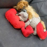 سگ پاکوتاه ماده