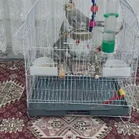 عروس هلندی جوجه ۶ ماهه دست آموز