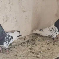 کله سیاه
