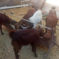 بز بزغاله 11راس|حیوانات مزرعه|پیشوا, |دیوار