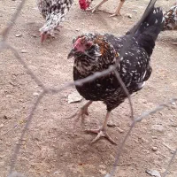 تخم مرغ گلین ۷رنگ خالدار اصیل|حیوانات مزرعه|آمل, |دیوار