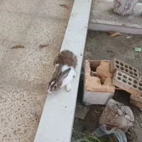 ۲ عدد خرگوش