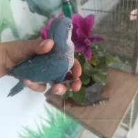 انواع طوطی و قفس پرنده سرای ولیعصر