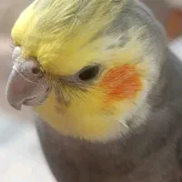 پرندمو گم کردم