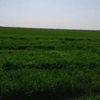 زمین کشاورزی|اجارهٔ دفتر صنعتی، کشاورزی، تجاری|اهواز, اسماعیلیه|دیوار