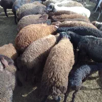 میش بره دار