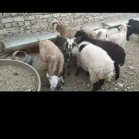 بره زابل وبره شیر|حیوانات مزرعه|زابل, |دیوار