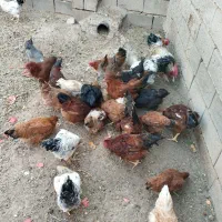 خروس و مرغ تخمگذار جوان|حیوانات مزرعه|تربتحیدریه, مسجد جامع|دیوار