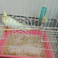 فروش عروس هلندی نر و ماده