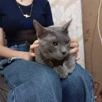 پیشی اسکاتیش یا بیریتیش ماده برای پسرمون