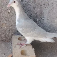 ساده جوانه نر