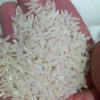 فروش برنج طارم کشت دوم درجه 1 مستقیم از کشاورز