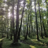 فروش زمین روستای علی اباد