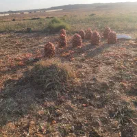 پیاز|عمده‌فروشی|زنجانرود, |دیوار