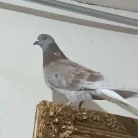 کبوتر ماده|پرنده|گرمی, |دیوار