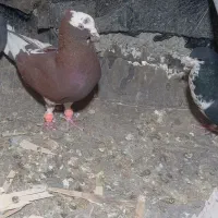 لیلک سرخ رنگ خون عتیقه