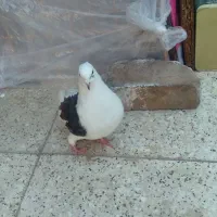 گمگشته|حیوانات|شاهین‌شهر, گرگاب|دیوار