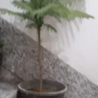 کاج مطبق