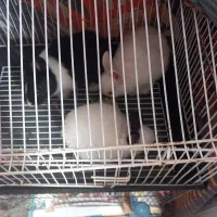 خرگوش|موش و خرگوش|رشت, سلیمانداراب|دیوار