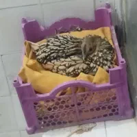 مرغ مینیاتوری کرپ زینتی