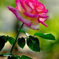 فروش وام مهربانی ۴درصد