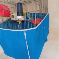 مرغ عشق نر