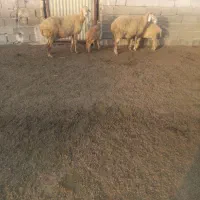 پارس آباد روستایی سرودلو