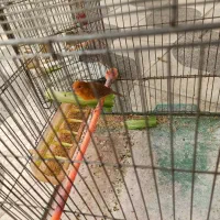 قناری نرو ماده جفتی تک مست ماده آماده