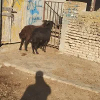 گوسفند|حیوانات مزرعه|سیمین شهر, |دیوار