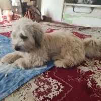 لِعو|سگ|اردبیل, |دیوار