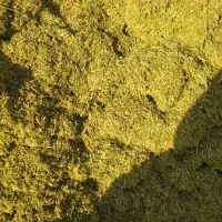 خریدوفروش یونجه وکاه عدس وذرت علوفه