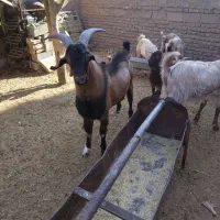 نربز