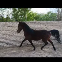 اسب|اسب و تجهیزات اسب‌سواری|قیامدشت - خاورشهر, |دیوار
