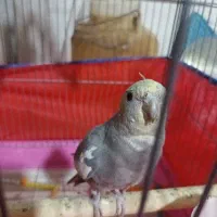 جوجه ی یکماهه عروس هلندی نر