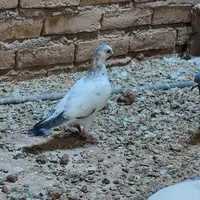 گمشده