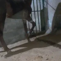 کره نریون عرب معاوضه با نریون سواری دارم